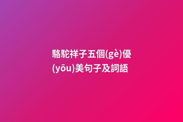 駱駝祥子五個(gè)優(yōu)美句子及詞語